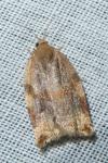 Archips xylosteana