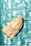 Archips xylosteana
