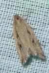 Bactra