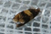 Celypha aurofasciana