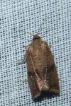 Celypha striana