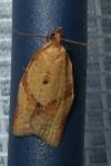 Clepsis consimilana