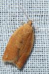Clepsis consimilana