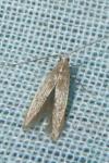 Coleophora