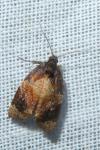 Ditula angustiorana