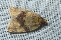 Epagoge grotiana