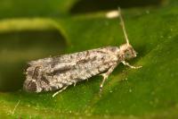 Epinotia granitana