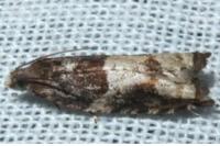 Rhopobota naevana