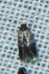 Stigmella