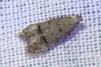 Teleiodes vulgella