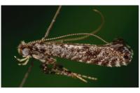 Parornix betulae