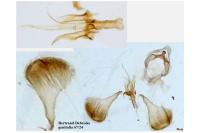 Parornix betulae