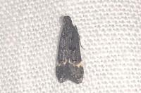 Dichomeris alacella