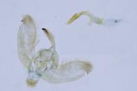 Amblyptilia acanthadactyla