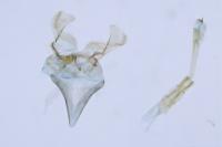 Lampronia corticella