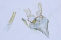 Lampronia corticella