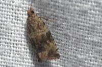 Celypha cespitana