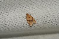 Clepsis consimilana