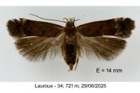 Anacampsis obscurella