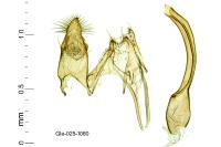 Anacampsis obscurella