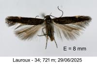 Aproaerema anthyllidella