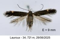Aproaerema anthyllidella