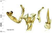 Aproaerema suecicella