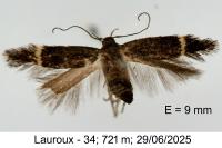 Aproaerema suecicella
