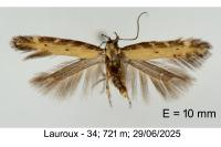Aristotelia brizella