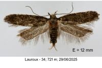 Athrips rancidella