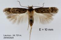 Bryotropha affinis