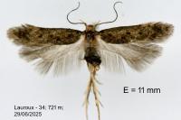 Bryotropha senectella
