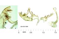 Bryotropha senectella