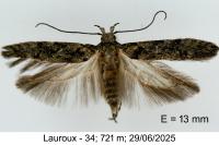 Carpatolechia decorella