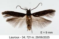 Carpatolechia decorella