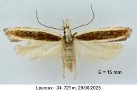 Dichomeris marginella