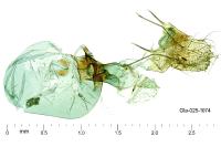 Dichomeris marginella