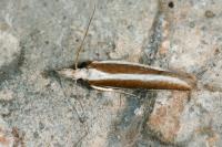 Dichomeris marginella