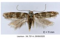 Exoteleia dodecella