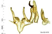 Megacraspedus lanceolellus