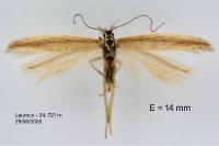 Megacraspedus lanceolellus