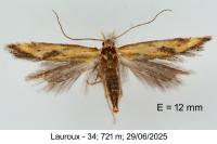 Metzneria artificella