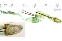 Metzneria artificella