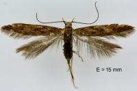 Monochroa lucidella