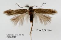Monochroa bronzella