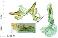Monochroa bronzella