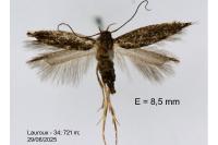 Oxypteryx immaculatella
