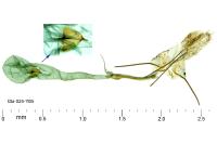 Oxypteryx immaculatella