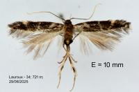 Oxypteryx wilkella