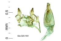 Oxypteryx wilkella